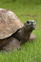 Large tortoise similar to the animal rescued from the Clearwater residence
